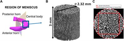 The applicability of transperceptual and deep learning approaches to the study and mimicry of complex cartilaginous tissues